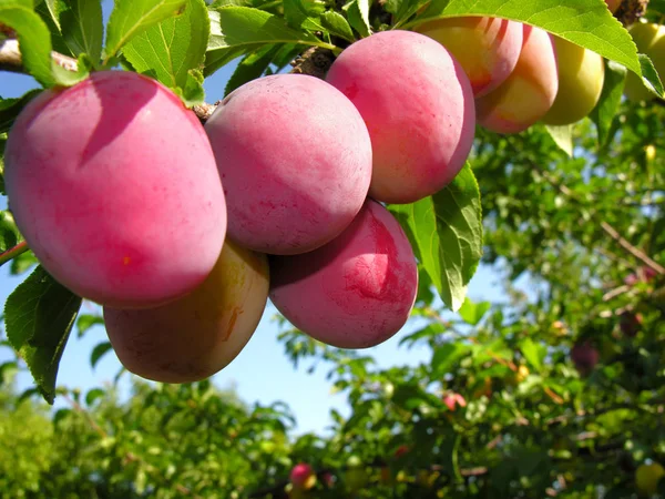 Érett Cseresznye Szilva Egy Ága Gyümölcsös — Stock Fotó