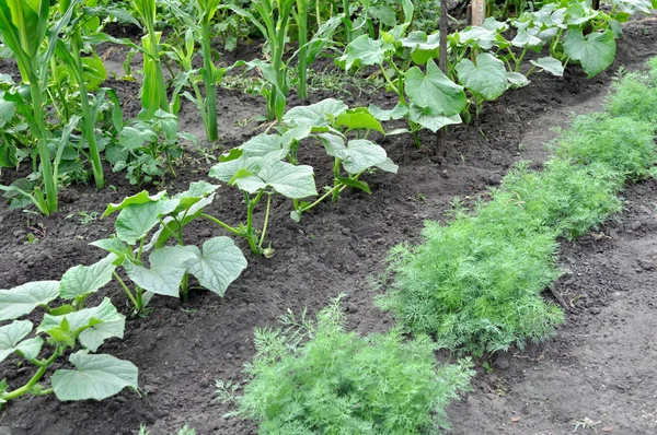 Organicznie Uprawiane Różne Warzywa Ogrodzie Warzywnym — Zdjęcie stockowe