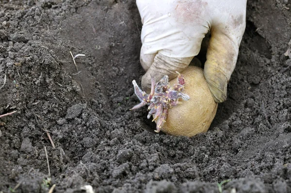 Plantação Mão Agricultor Preparado Germinando Tubérculo Batata Horta — Fotografia de Stock