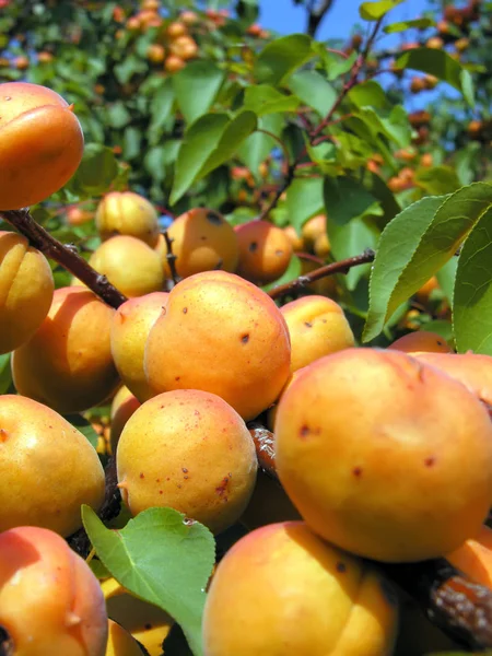 Close Ripe Apricots Orchard Vertical Composition — Stock Photo, Image
