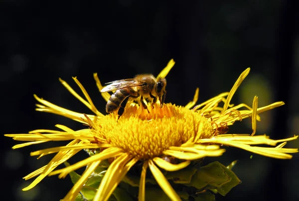 晴れた日の暗い背景の黄色い花に働き蜂のクローズ アップ — ストック写真