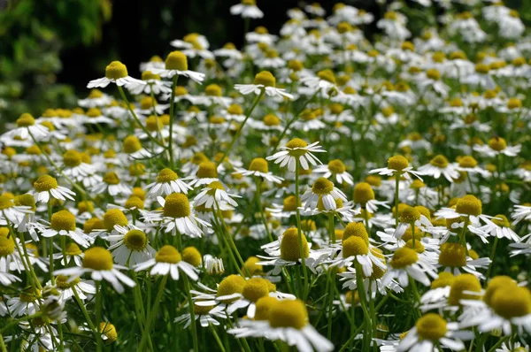 Field Blooming Camomile Matricaria Chamomilla Homeopathic Flowers — Stock Photo, Image