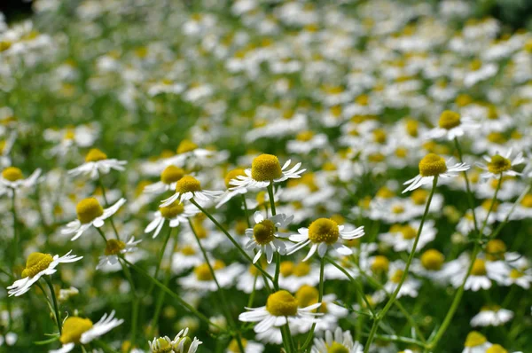 Field Blooming Camomile Matricaria Chamomilla Homeopathic Flowers — Stock Photo, Image