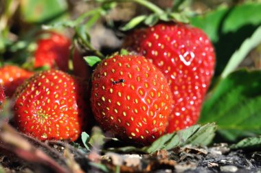 close-up of ripening strawberry in the vegetable garden clipart