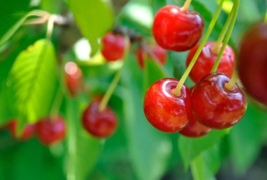 Olgun tatlı kiraz bahçesinde bir ağaçta Close-Up