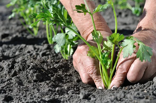 Farmer Ręce Sadzenia Rozsady Selera Ogród Warzywny Serii — Zdjęcie stockowe