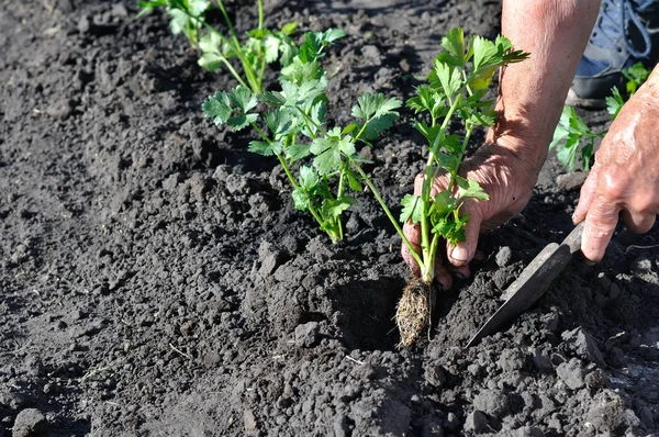 farmer\'s hands planting a celery seedling in the vegetable garden, in series, 2 of 3