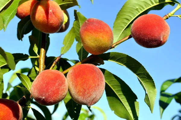 Close Peach Branch Garden Sunlight Evening — Stock Photo, Image