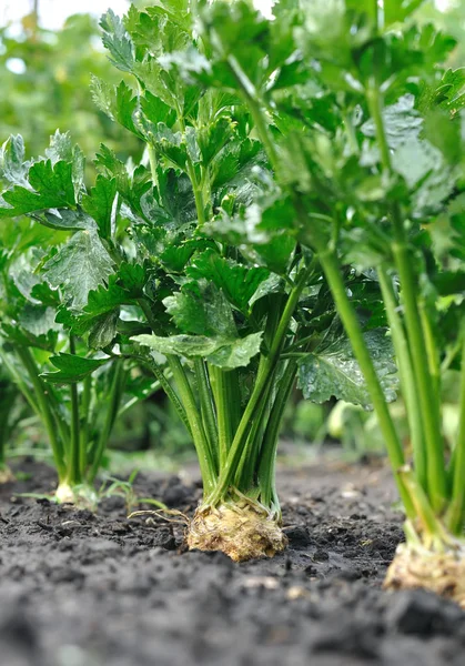 Close Dari Perkebunan Seledri Akar Sayuran Kebun Sayur Setelah Air — Stok Foto