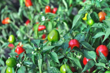 sebze garde içinde chili biber Close-up