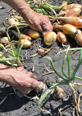 Kadın kıdemli olgun soğan sebze bahçesinde toplama, elinde dikey kompozisyon