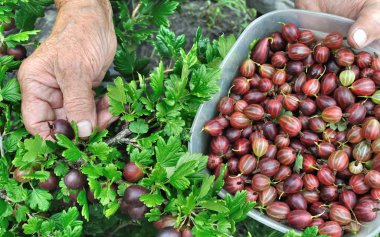 bahçıvanın garde malzeme çekme olgun Bektaşi eller