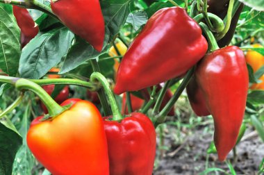 Organik biber plantasyon içinde kırmızı biber Close-Up