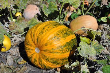 yakın çekim Olgun kabaklar organik kabak ekimi, hasat için hazır tür farklı