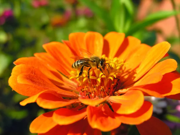 晴れた日の百日草の花に働き蜂のクローズ アップ — ストック写真