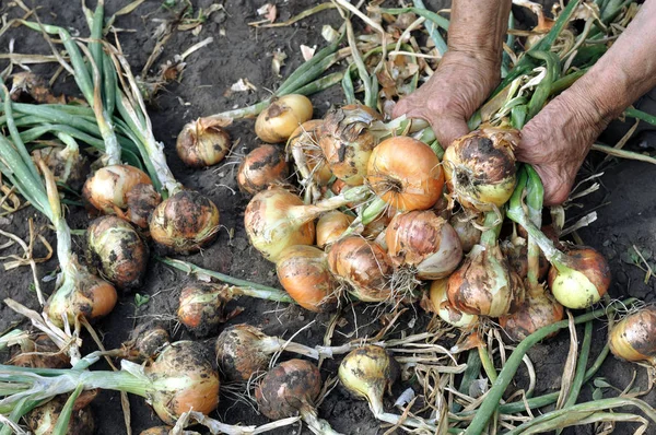 Manos Mujer Mayor Recogiendo Cebolla Orgánica Madura Huerto — Foto de Stock