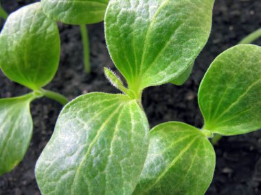       kabak yakın çekim lahanası sebze bahçesinde görüntülemek yukarıdan