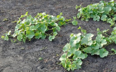 sebze bahçesinde çiçek açan kavun plantasyon