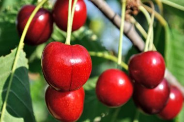  bahçede bir ağaç dalı üzerinde olgun kiraz Close-up