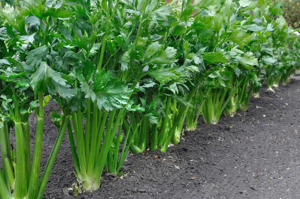 Gros Plan Plantation Céleri Légumes Feuilles Dans Potager — Photo