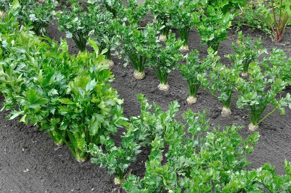 Närbild Selleri Plantage Rot Och Blad Grönsaker Och Par — Stockfoto