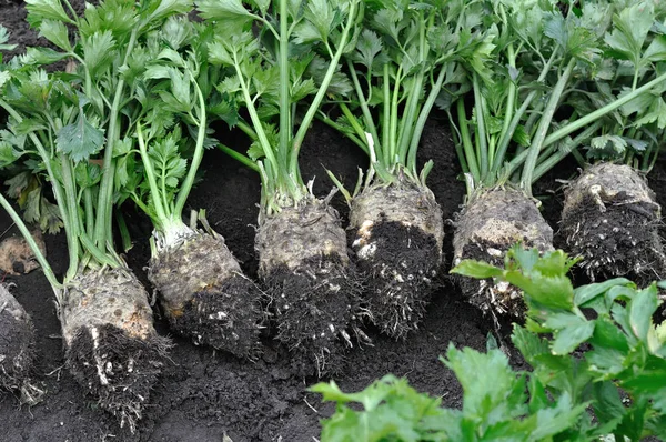 Pile Céleri Mûr Fraîchement Récolté Légumes Racines Dans Potager — Photo