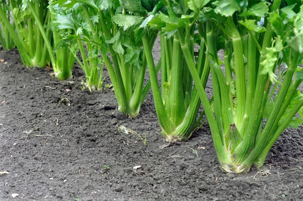 Nahaufnahme Der Sellerie Plantage Blattgemüse Gemüsegarten — Stockfoto