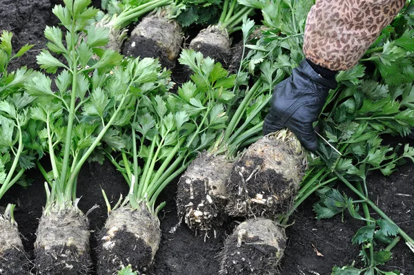 Tangan Tukang Kebun Memegang Seledri Yang Baru Dipanen Akar Sayuran — Stok Foto