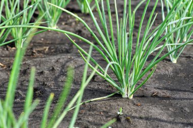 Sebze bahçesinde yetişen soğan tarlasına yakın plan.