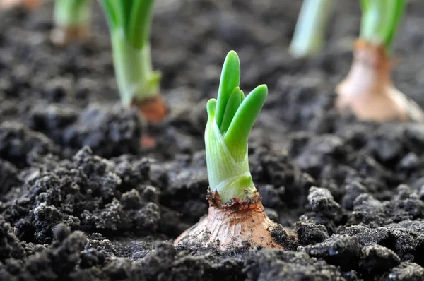 野菜園でのネギ栽培の終わり — ストック写真