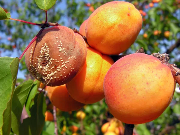 Branch Ripe Apricots Fruit Rot Orchard — Stock Photo, Image