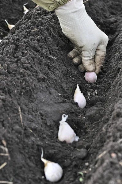 gardener\'s hand planting garlic in the vegetable garden, vertical composition