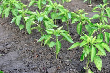 Organik büyüyen yakın çekim plantasyon sebze bahçesi içinde biber