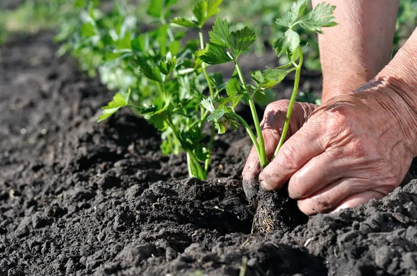 Mãos Fazendeiro Plantando Uma Plântula Aipo Horta — Fotografia de Stock