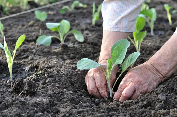 Die Hände Des Gärtners Pflanzen Einen Kohlsetzling Gemüsegarten — Stockfoto