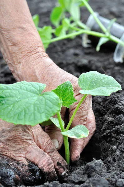 家庭菜園でキュウリ苗を植える年配の女性の手 — ストック写真