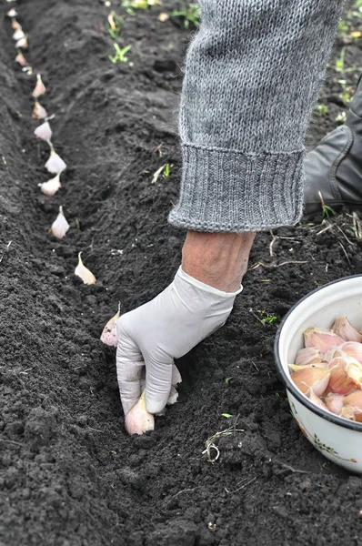 bahçıvanın el sarımsak sebze dikimi