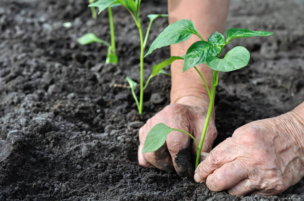gardener's hands planting a pepper seedling in the vegetable garden