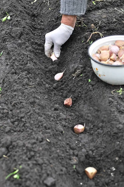 gardener\'s hand planting garlic in the vegetable garden,vertical composition