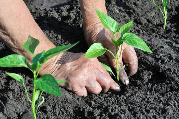 Gardener Handen Een Zaailing Peper Planten Moestuin — Stockfoto