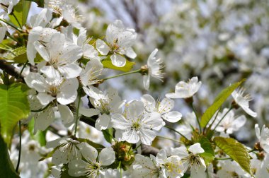 bahçede çiçek kiraz ağacı dalı Close-Up