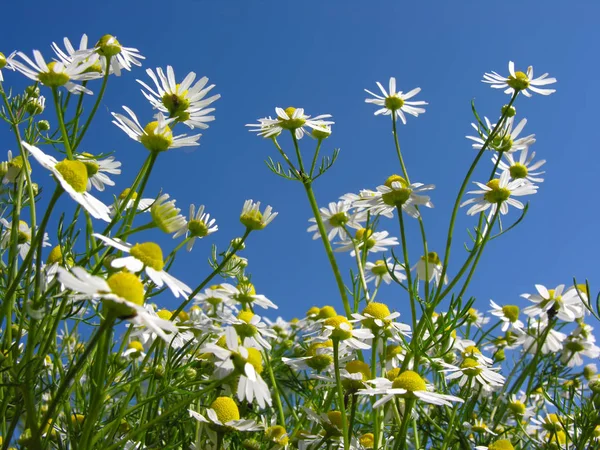 Closeup Blooming Camomile Matricaria Chamomilla Homeopathic Flowers — Stock Photo, Image