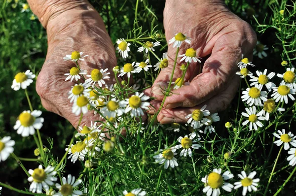 Closeup Hands Senior Woman Picking Blooming Wildflowers Camomile Matricaria Chamomilla — Stock Photo, Image