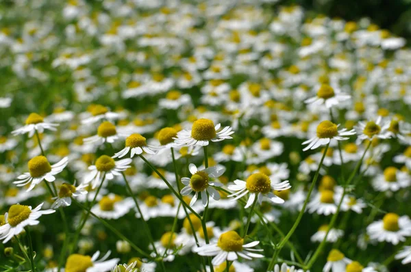 Field Blooming Camomile Matricaria Chamomilla Homeopathic Flowers — Stock Photo, Image