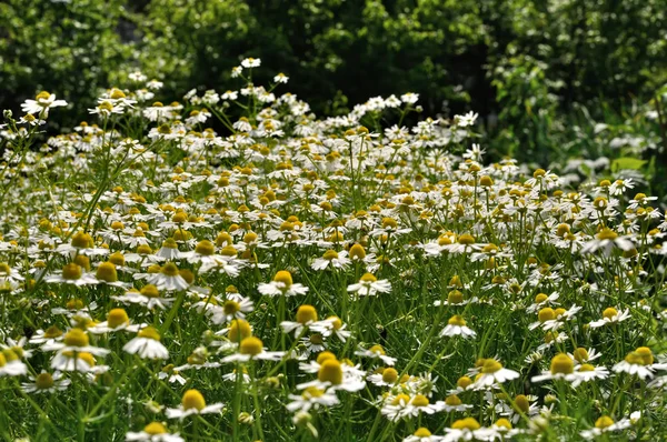 Campo de camomila florescente (Matricaria camomilla ) — Fotografia de Stock