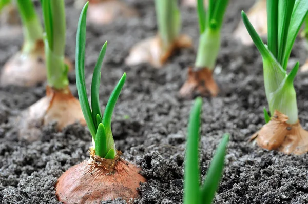 Primer Plano Del Cultivo Cebolla Verde Huerto — Foto de Stock