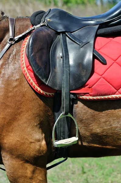 Primer plano de un arnés de caballo — Foto de Stock