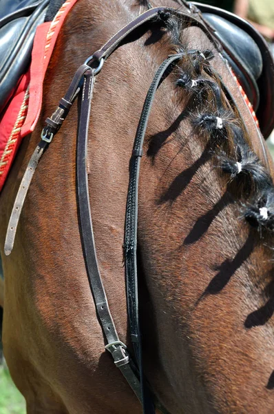 Primer plano de un arnés de caballo — Foto de Stock