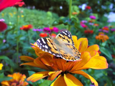  Monarch kelebek Close-Up