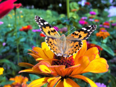 Monarch kelebek Close-Up